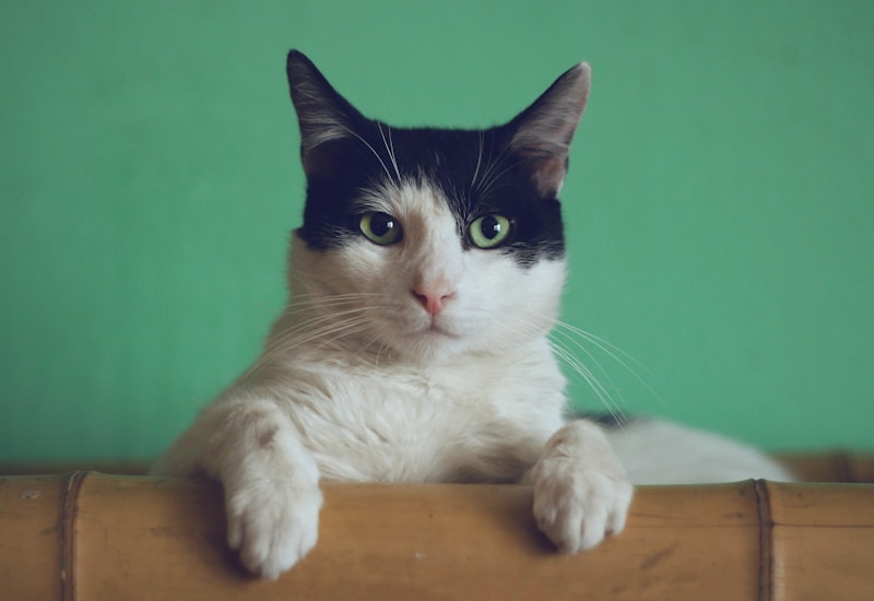 Кот отдыхает