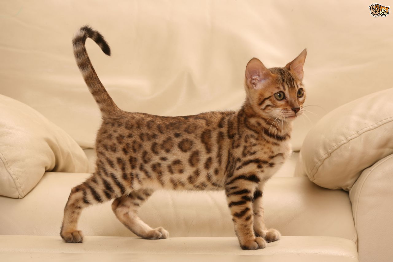 Бенгальская кошка
